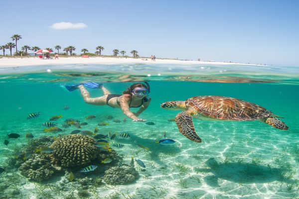 Snorkeling with sea turtle in emerald waters